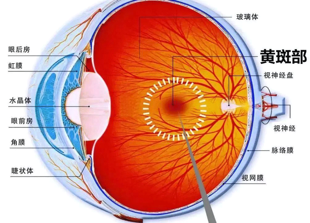  眼底病有哪些类型？日常生活当中我们应该怎样预防?